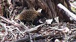 07-Echidna hunts for food in the Blue Mountains